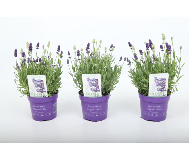 LAVANDE EDELWEISS