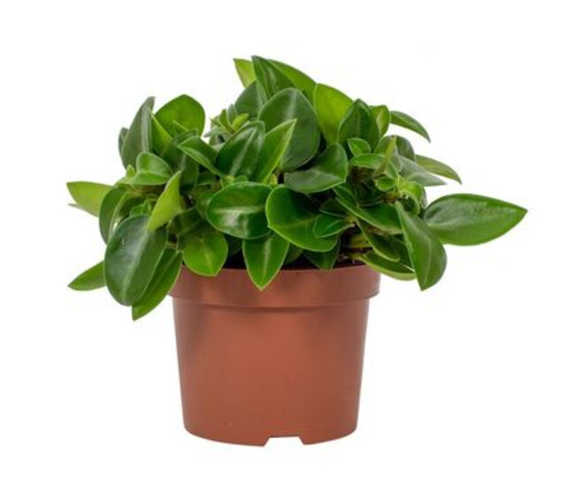 PEPEROMIA PIXIE