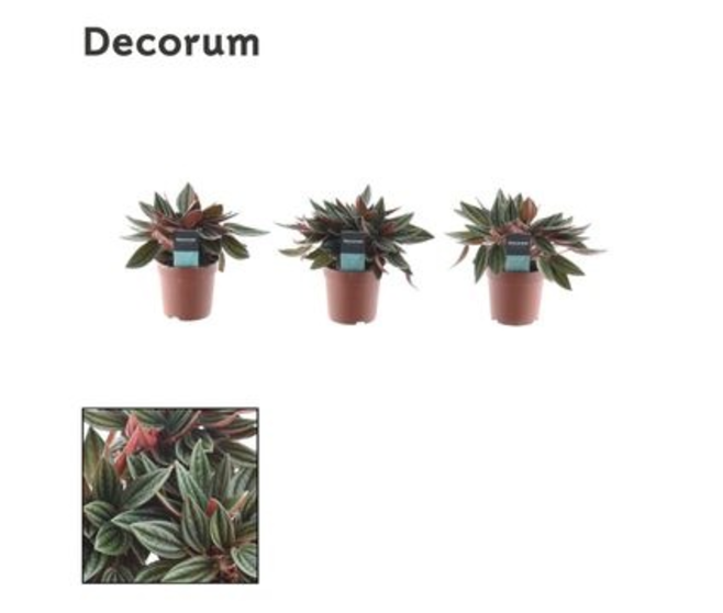 PEPEROMIA ROCCA SCURO