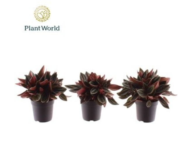 PEPEROMIA ROCCA SCURO