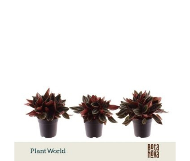 PEPEROMIA ROCCA SCURO