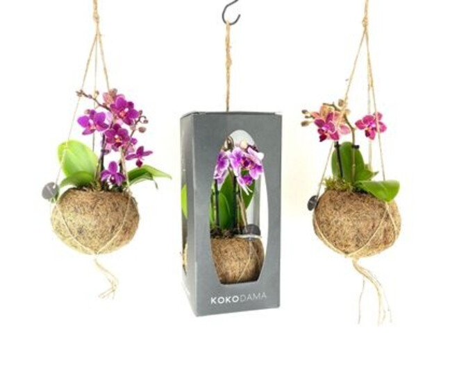 PHALAENOPSIS MINI KOKODAMA SUSP