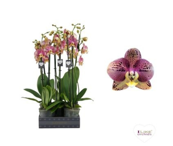 PHALAENOPSIS 2BR JAUNE SPECIAL