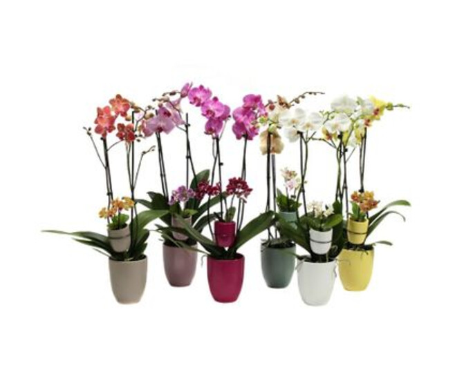 PHALAENOPSIS 2BR VARIE CERAM