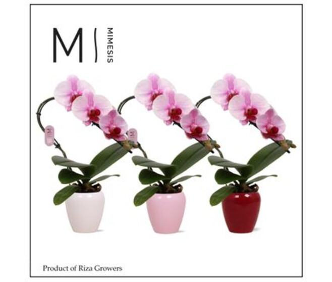 PHALAENOPSIS 1BR ROSE SWAN CERAM