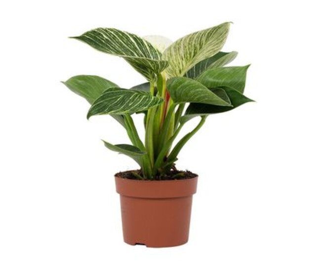PHILODENDRON