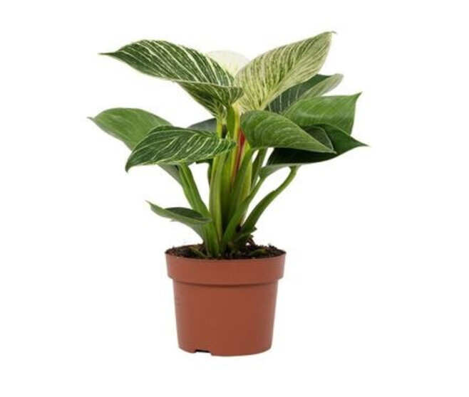 PHILODENDRON
