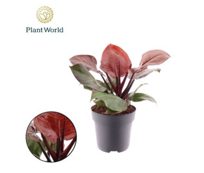 PHILODENDRON