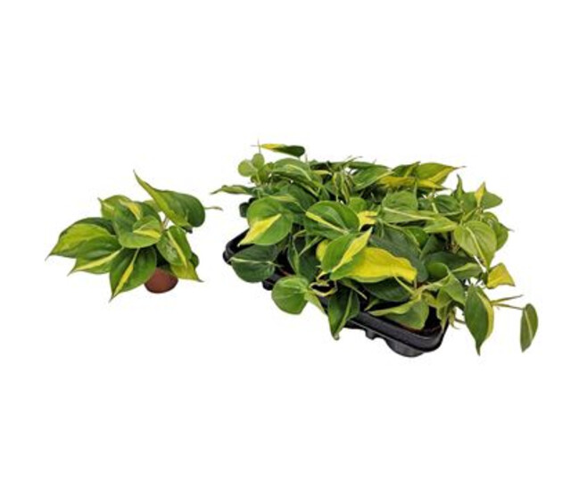 PHILODENDRON SCANDENS BRASIL