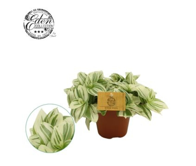 TRADESCANTIA