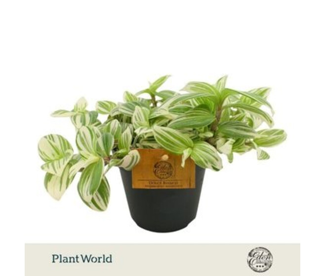 TRADESCANTIA