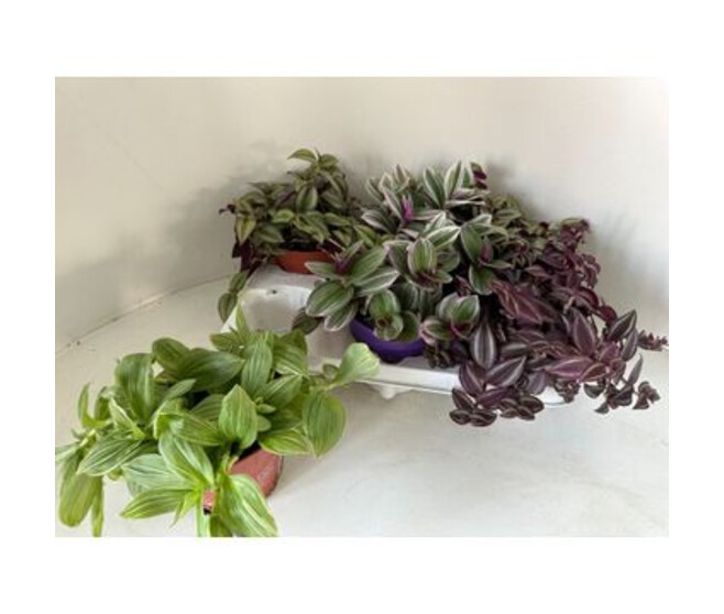 TRADESCANTIA VARIE