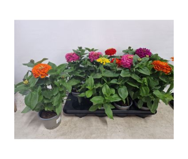 ZINNIA VARIE