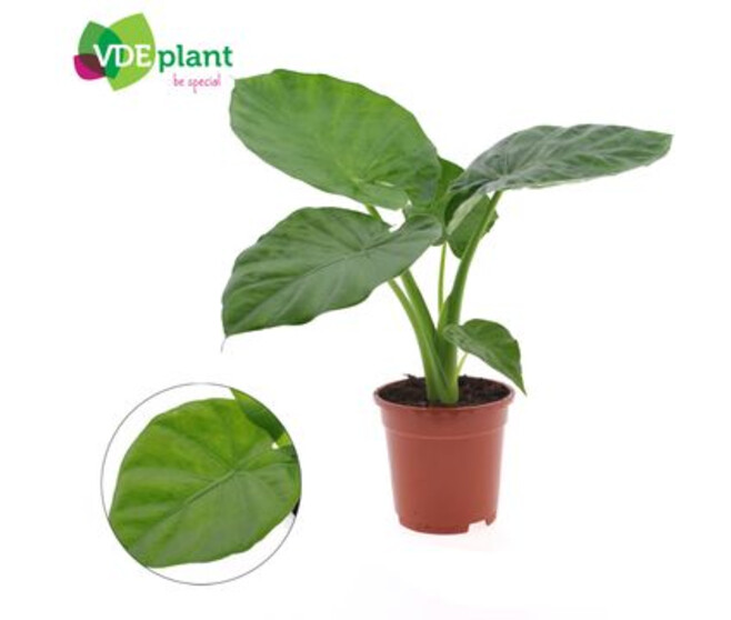 ALOCASIA MACRORRHIZA