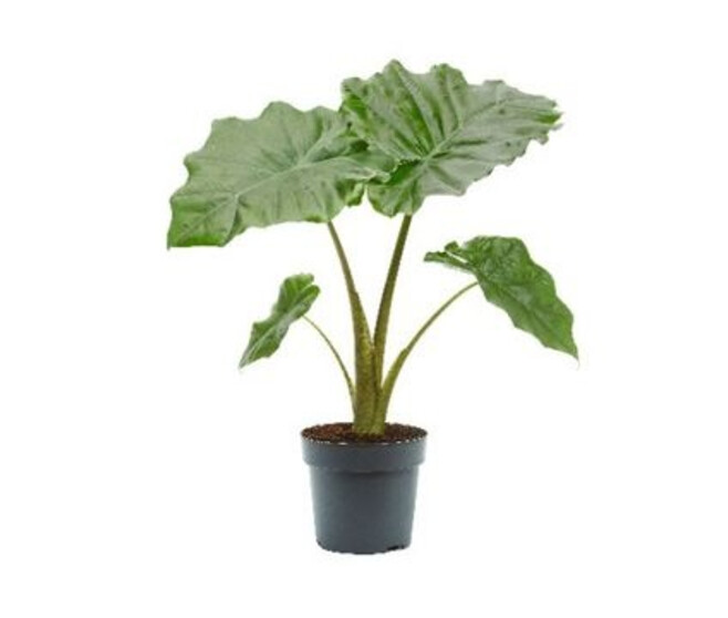 ALOCASIA PORTODORA
