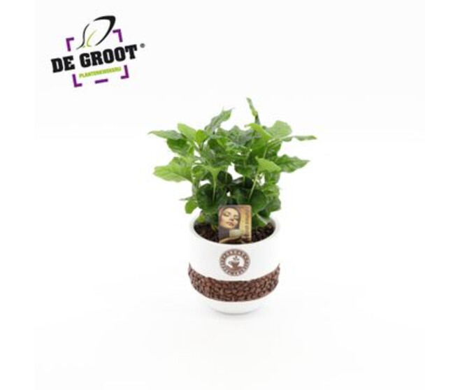 COFFEA ARABICA CERAM