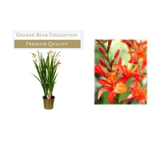 CROCOSMIA CARMINE BRILLIANT