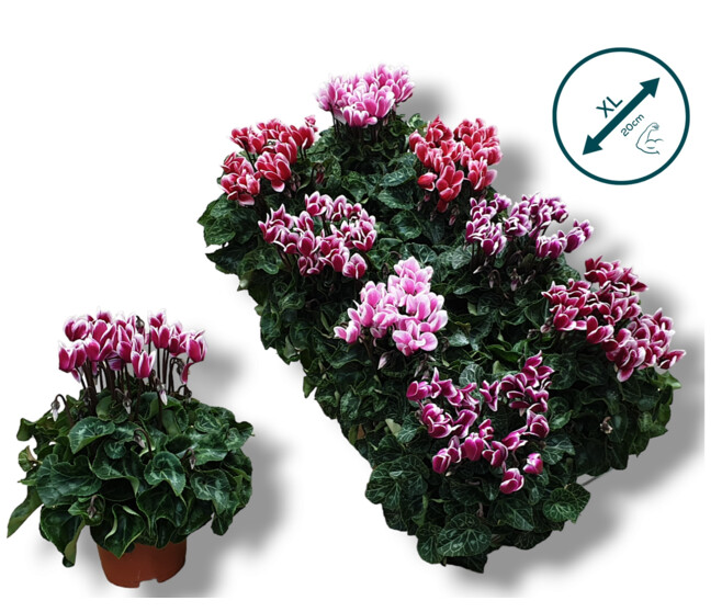 CYCLAMEN FANTASIA