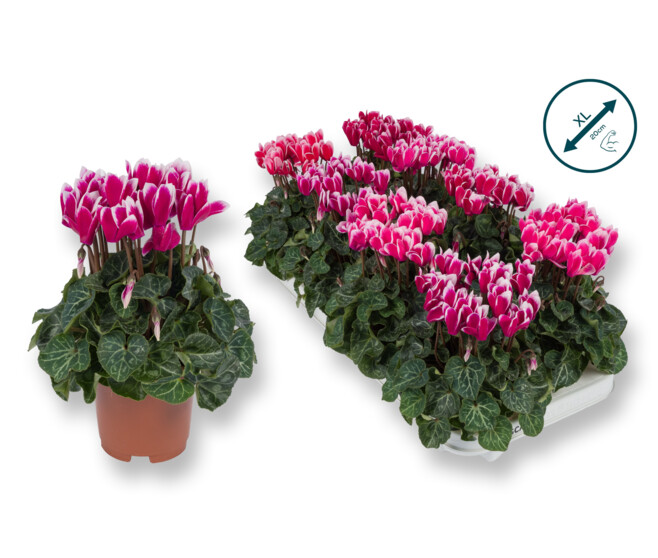 CYCLAMEN FANTASIA