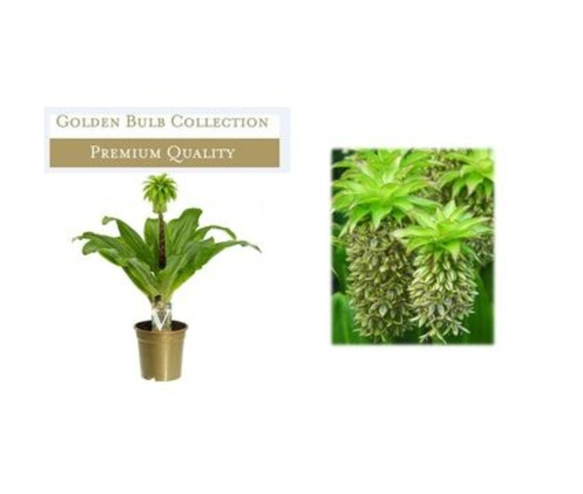 EUCOMIS 2COULEURS