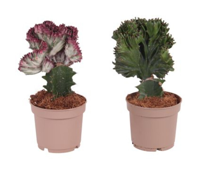 EUPHORBIA VARIE