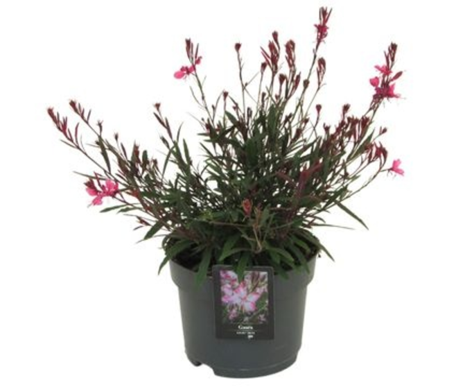 GAURA GAUDI ROSE