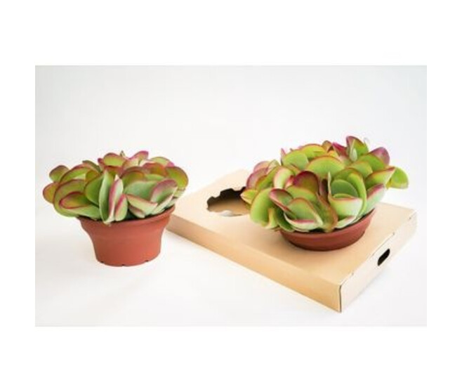 KALANCHOE THYRSIFLORA