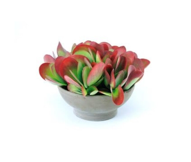 KALANCHOE THYRSIFLORA CERAM