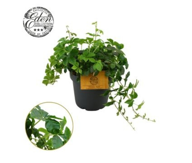PARTHENOCISSUS