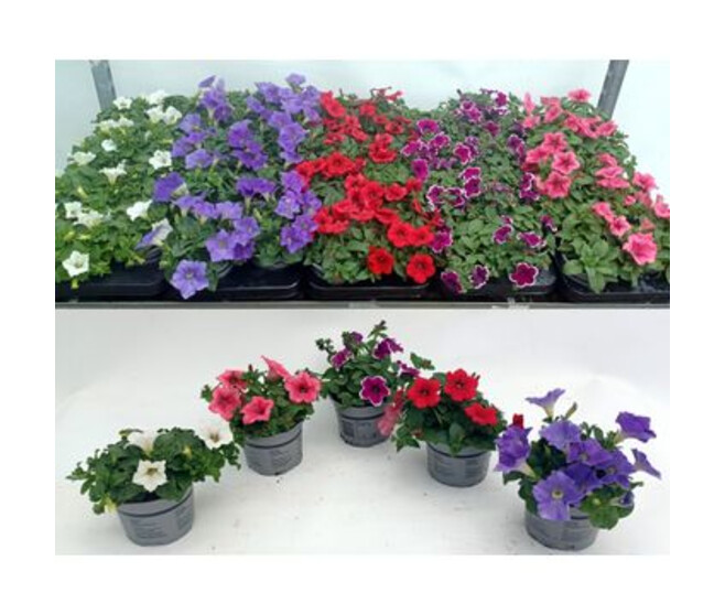 PETUNIA VARIE