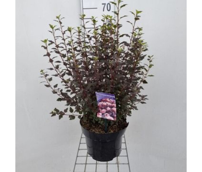 PHYSOCARPUS