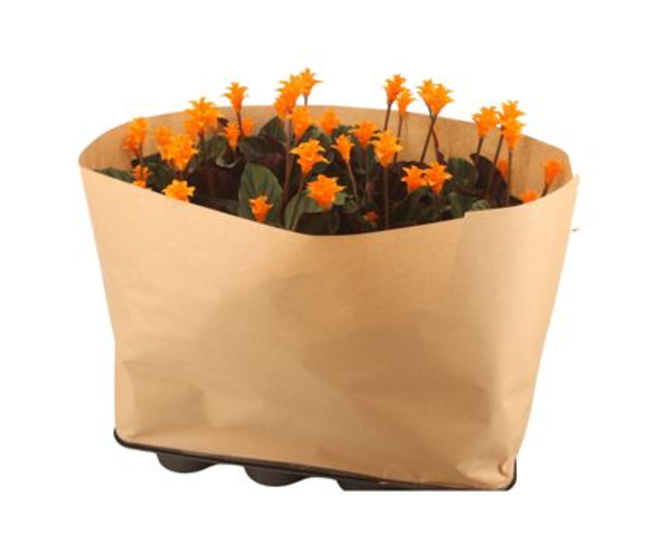 CALATHEA CROCATA TASSMANIA 5FL