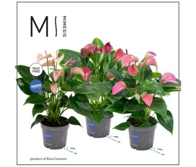 ANTHURIUM ANDREANUM JOLI
