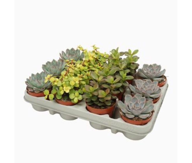 SUCCULENTE VARIEE