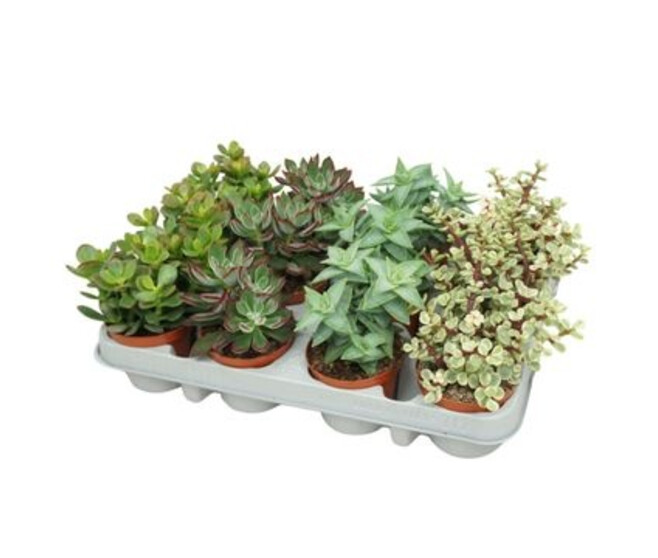 SUCCULENTE VARIEE