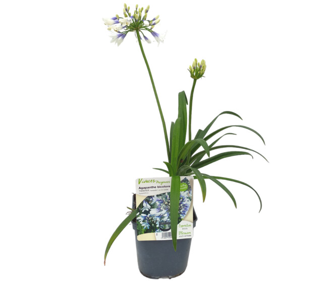 AGAPANTHE TWISTER