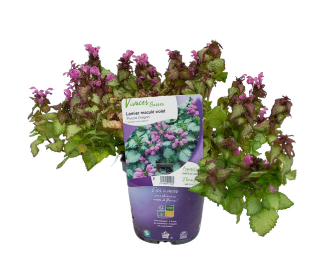 LAMIUM MACULATUM PURPLE DRAGON