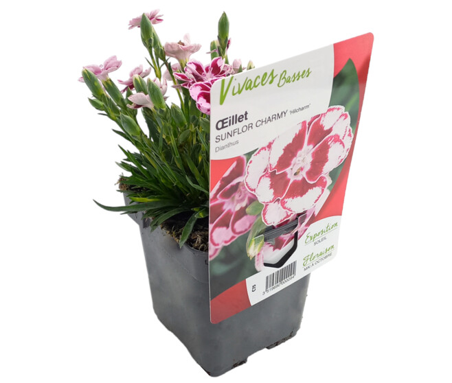 OEILLET SUNFLOR CHARMY
