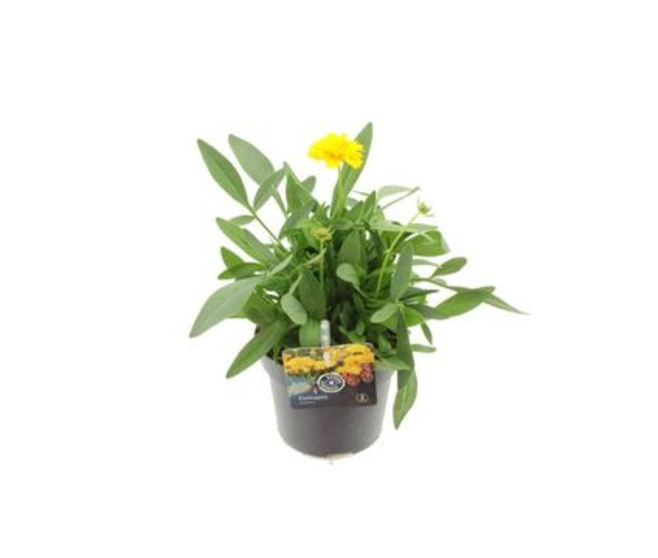 COREOPSIS EARLY JAUNE