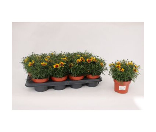 COREOPSIS CORLEONE RED