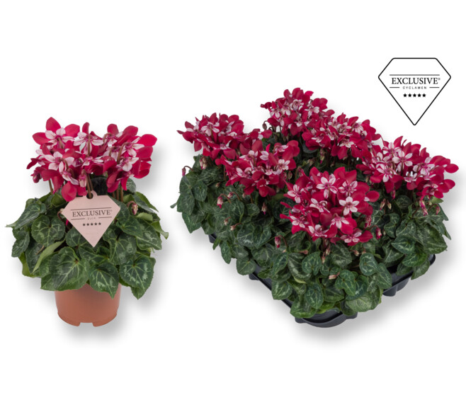 CYCLAMEN SUPER SERIE DJIX ROUGE