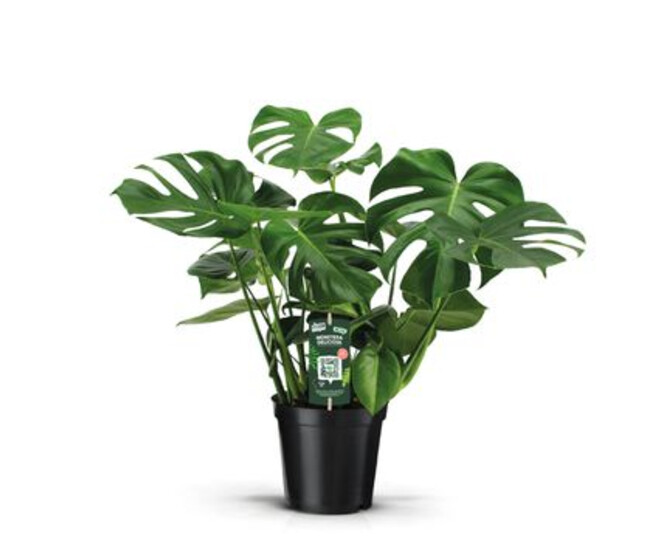 PHILODENDRON MONSTERA DELICIOSA