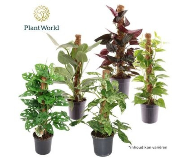 PLANTE VERTE VARIEE TM