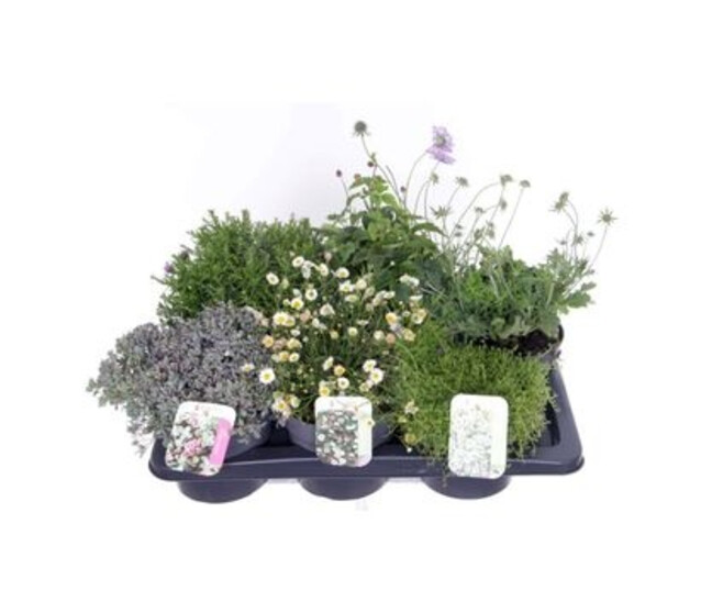 PLANTE EXT VARIEE