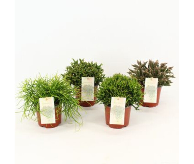 RHIPSALIS VARIE