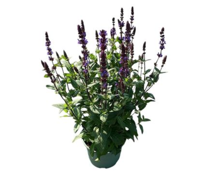 SAUGE NEMEROSA