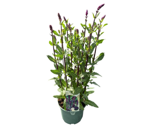 SAUGE NEMEROSA
