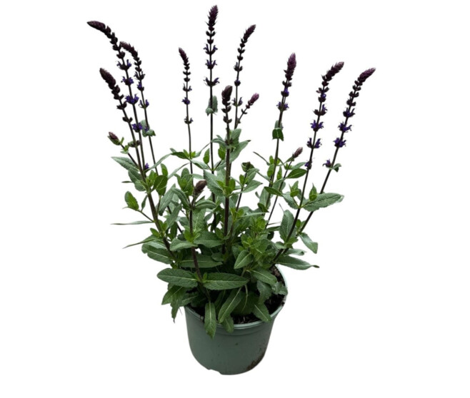 SAUGE NEMEROSA