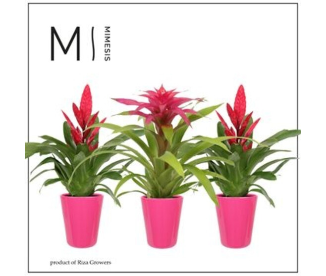BROMELIACEE ROSE CERAM