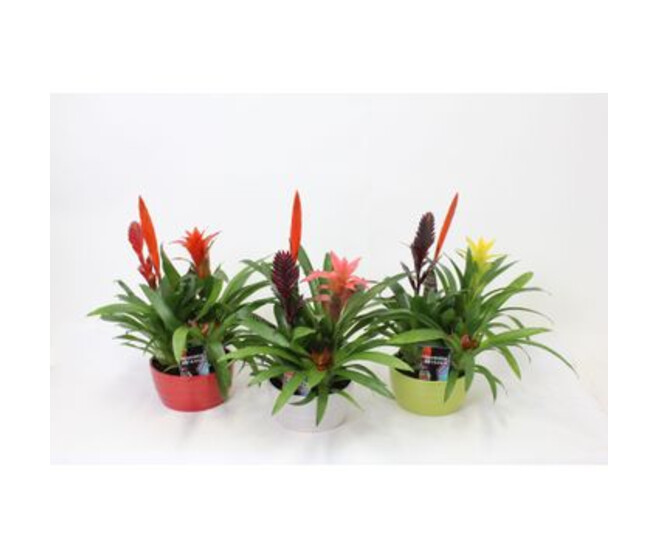 BROMELIACEE X3 CERAM